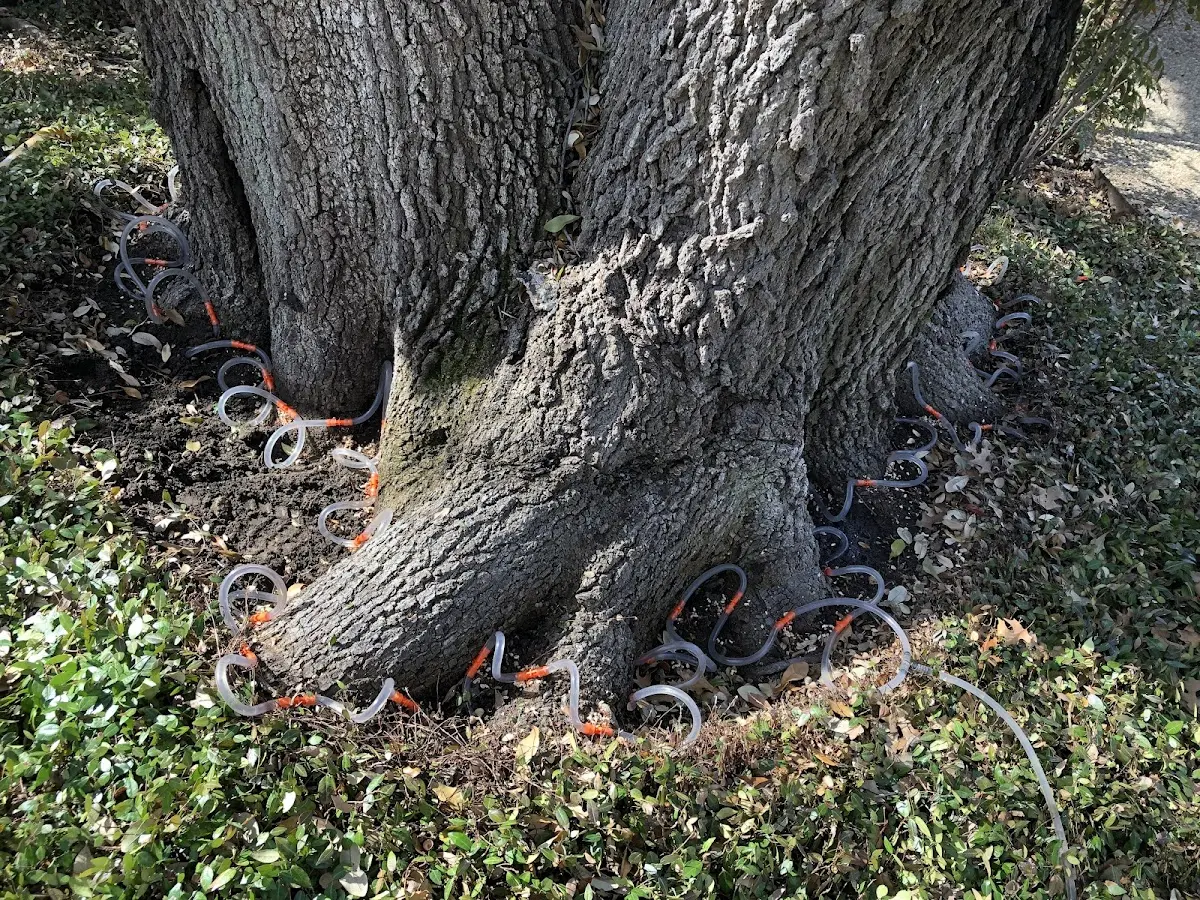 Detailed Tree Cabling and Bracing job site in Friars Point